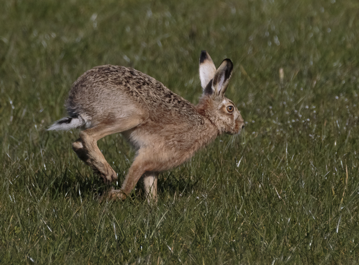 Hare - Alex Hillier 4X3A9268.jpg